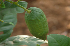 Citrus medica